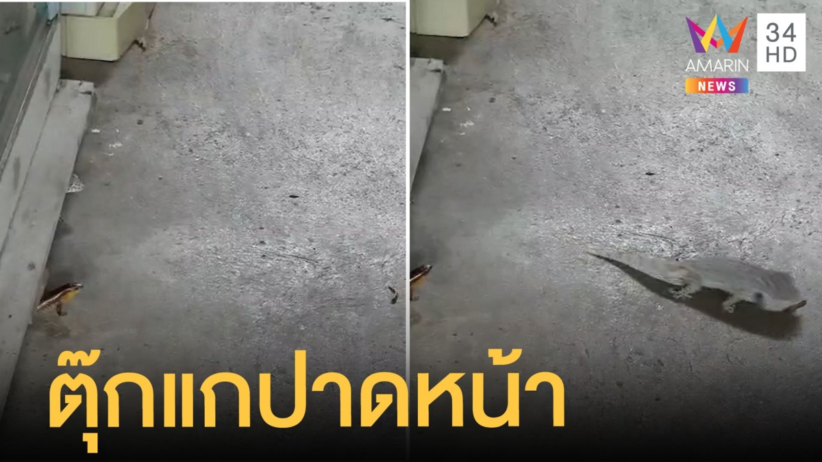 จิ้งเหลนสุดเซ็งเห็นหนอน เจอตุ๊กแกปาดหน้าไปกิน