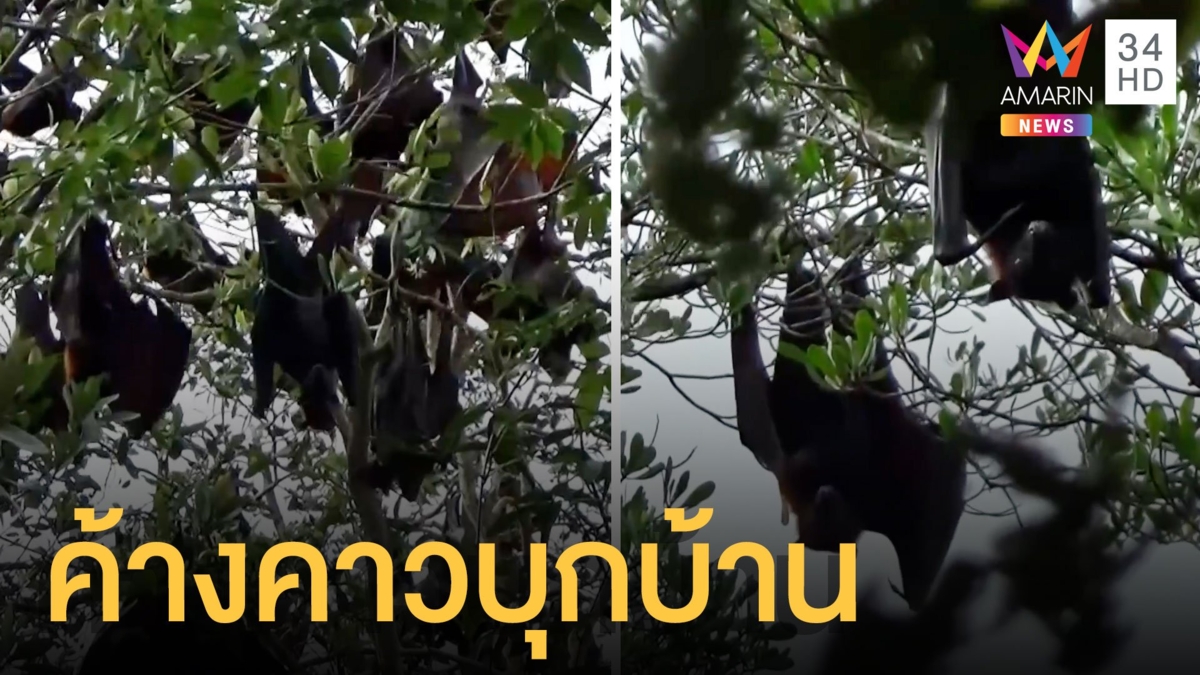 ค้างคาวแม่ไก่นับหมื่นบุกบ้าน กินพืชผักเกือบหมดสวน