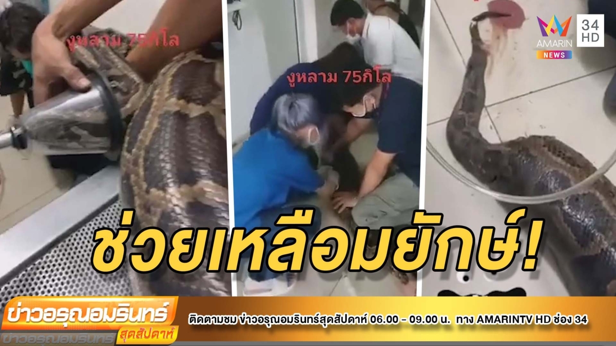 ช่วยเหลือมยักษ์ยาวกว่า 4 เมตร ติดไซดักปลา