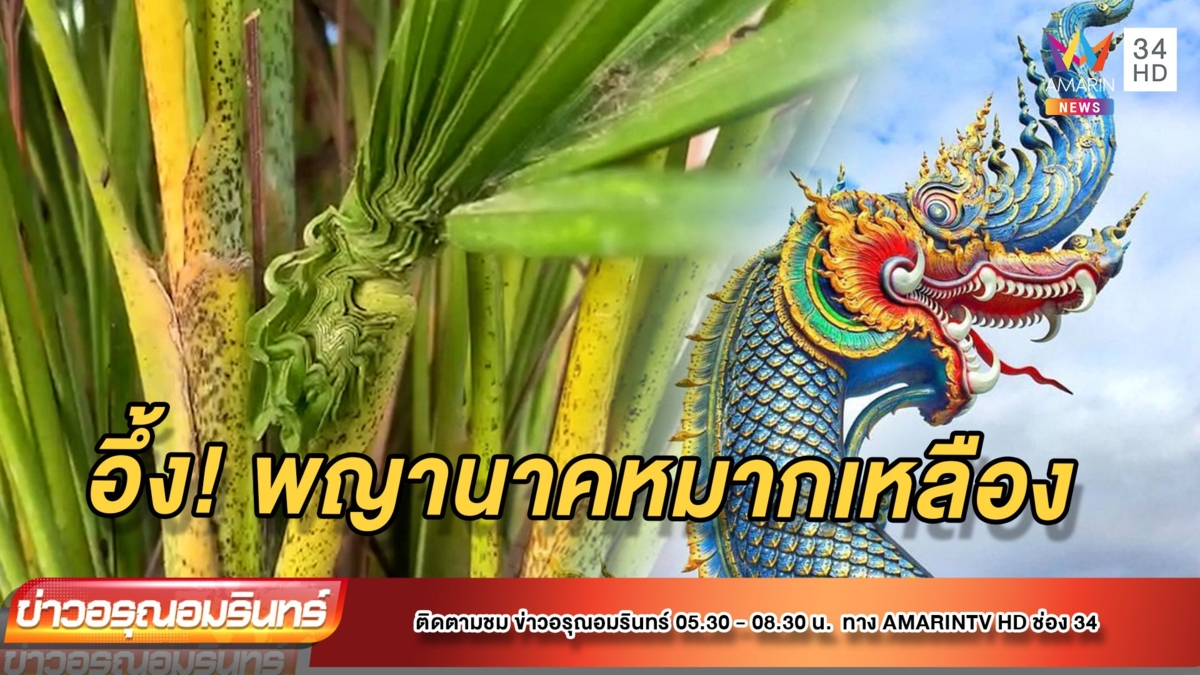 ต้นหมากเหลืองใบโผล่คล้ายพญานาค