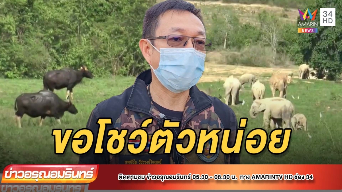 หาดูอยาก โขลงช้างและฝูงกระทิง ออกมาโชว์ตัวกลางทุ่งหญ้าในเขตอุทยาน