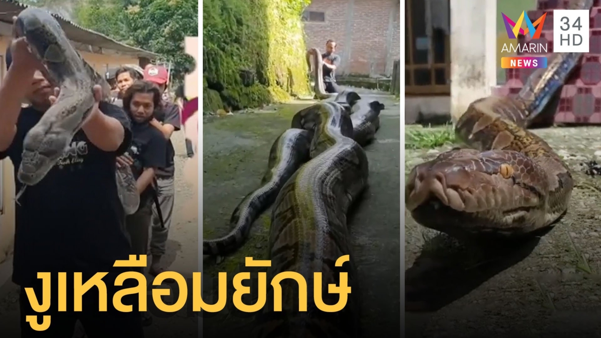 งูเหลือมยักษ์ตัวใหญ่มาก ชาวบ้านต้องช่วยกันแบก