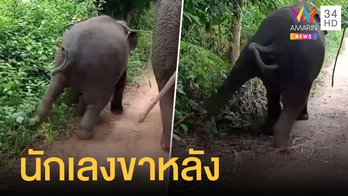 เจ้าจ่อยลูกช้างสุดซ่า นักเลงขาหลัง