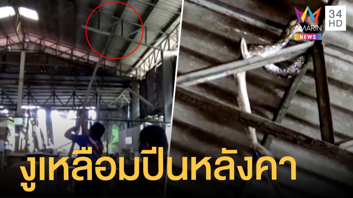 งูเหลือมเลื้อยขึ้นหลังคาโรงงาน 7 เมตร จับยากมาก