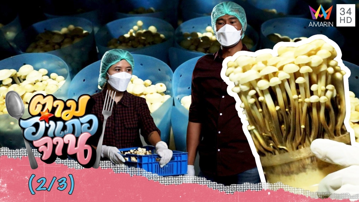 เรียนรู้วิธีเพาะเห็ดออร์แกนิค