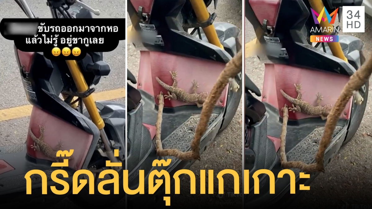 สาวขี่มอเตอร์ไซค์เจอตุ๊กแกตัวเบิ้มเกาะขาขอติดรถไปด้วย