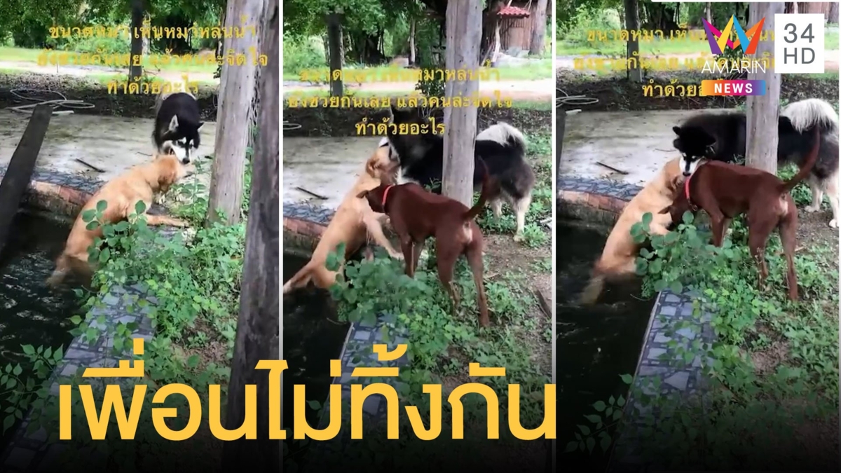 เพื่อนไม่ทิ้งกัน! หมาตกน้ำไซบีเรียนใช้ปากดึงขึ้นจากน้ำ