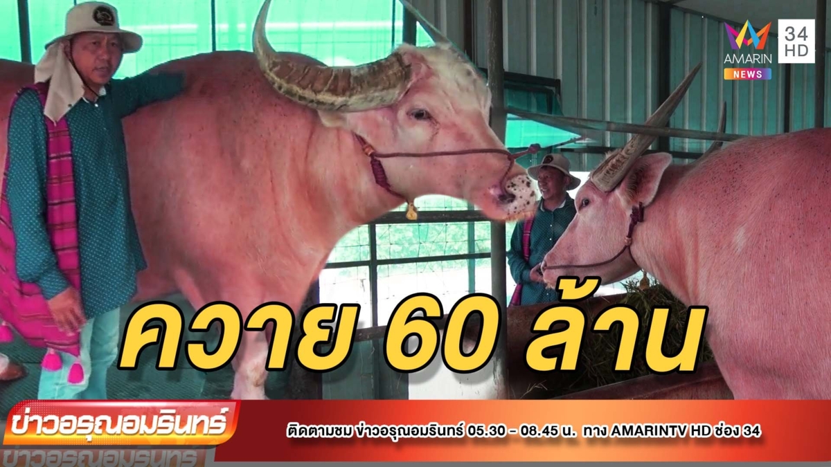 ควายเผือกหนึ่งเดียวในไทย 60 ล้านบาท