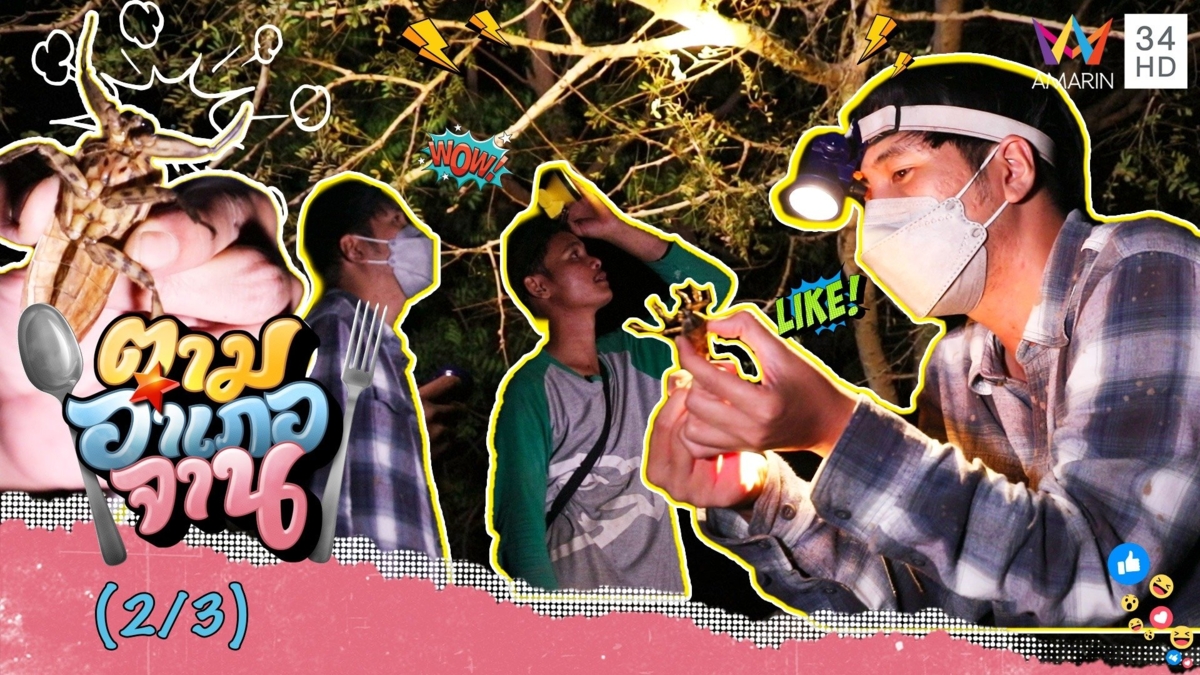 ส่องไฟหา 'แมงดานา' ยามค่ำคืน