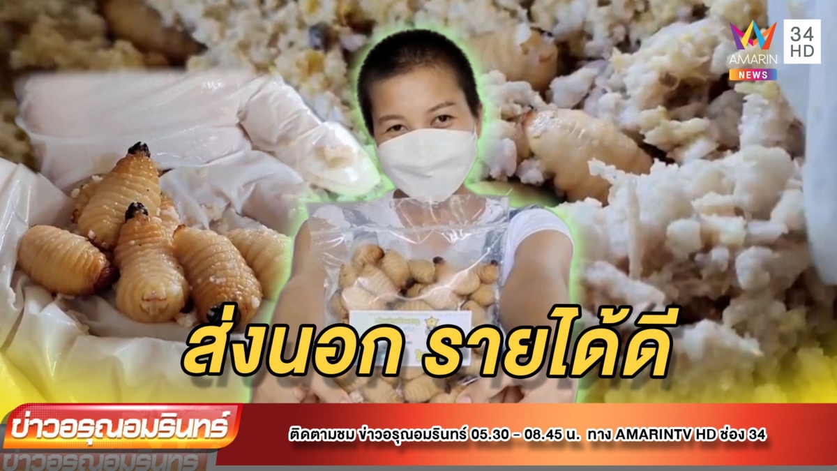 รายได้สุดปัง เลี้ยงด้วงสาคูส่งออกนอก