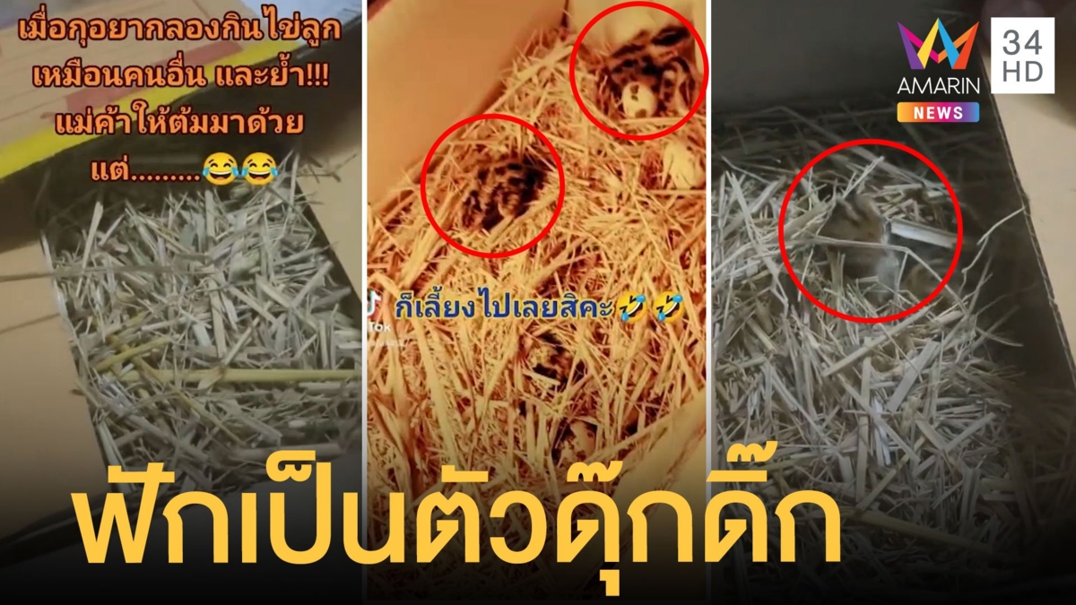 สั่งไข่นกกระทาออนไลน์ ถึงปลายทางฟักเป็นตัวดุ๊กดิ๊ก