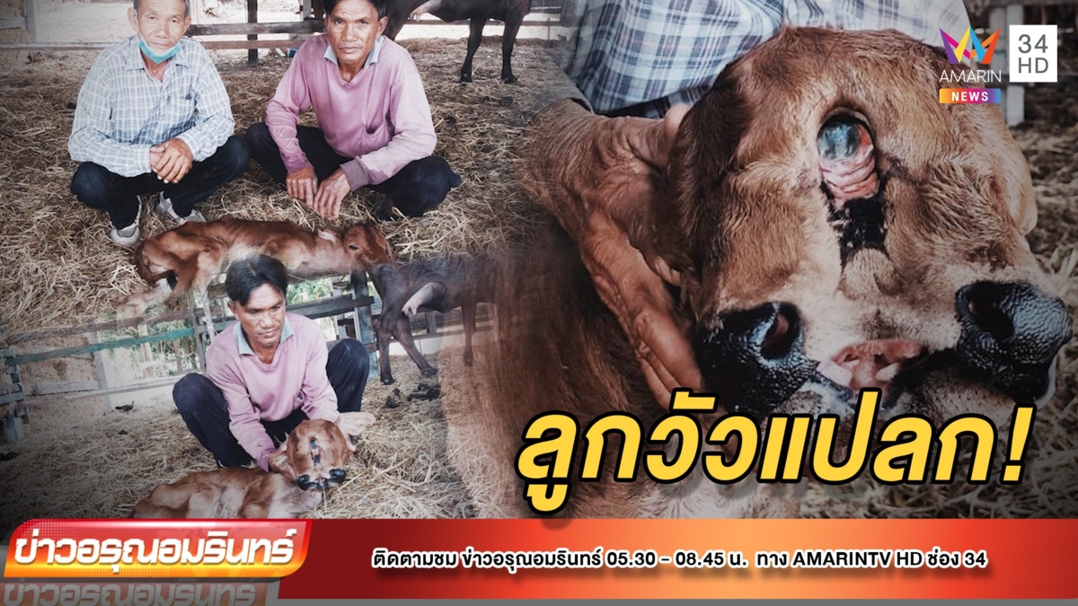 ลูกวัวแปลก! 2หน้า 3ตา 2หู 2ลิ้น 2ปาก 4รูจมูก 4ขา