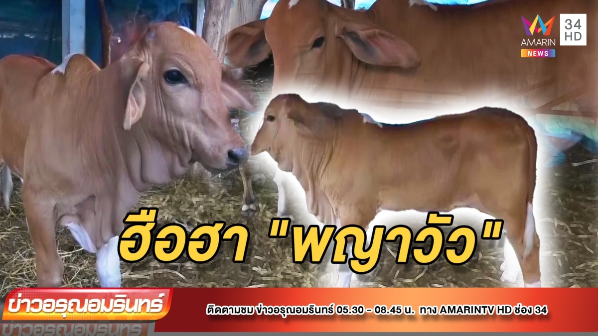 ฮือฮา "พญาวัว" ตรงตามตำราโบราณ เชื่อมาให้โชค!
