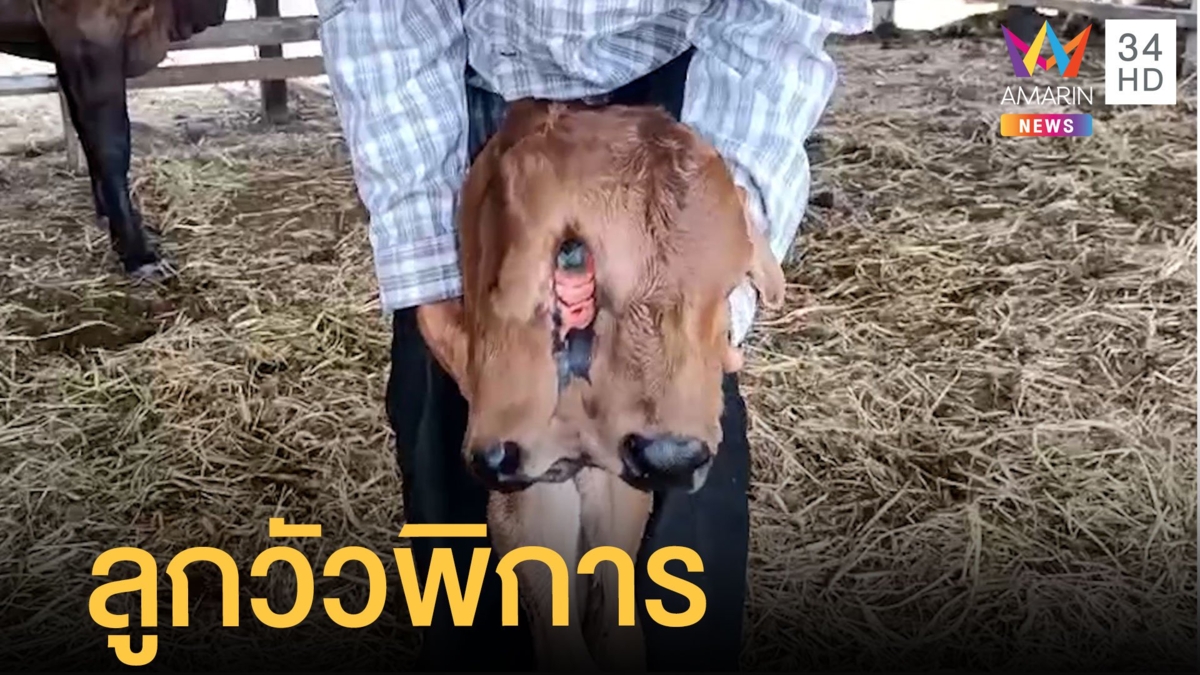 ลูกวัวเพิ่งคลอดประหลาด มี 2 หน้า 3 ตา 2 หู 2 ลิ้น เจ้าของสงสารยืนเองไม่ได้