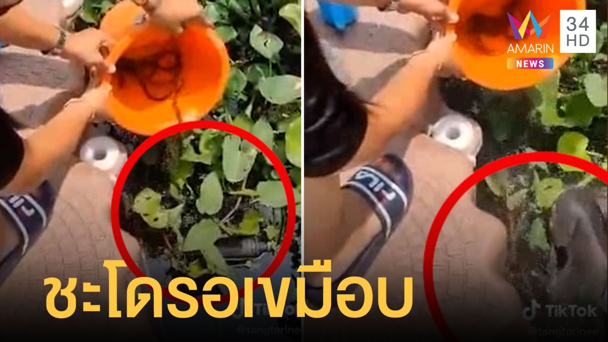 คู่รักปล่อยปลาไหล ปลาใหญ่ในน้ำเขมือบต่อหน้า ถามแบบนี้ได้บุญรึเปล่า