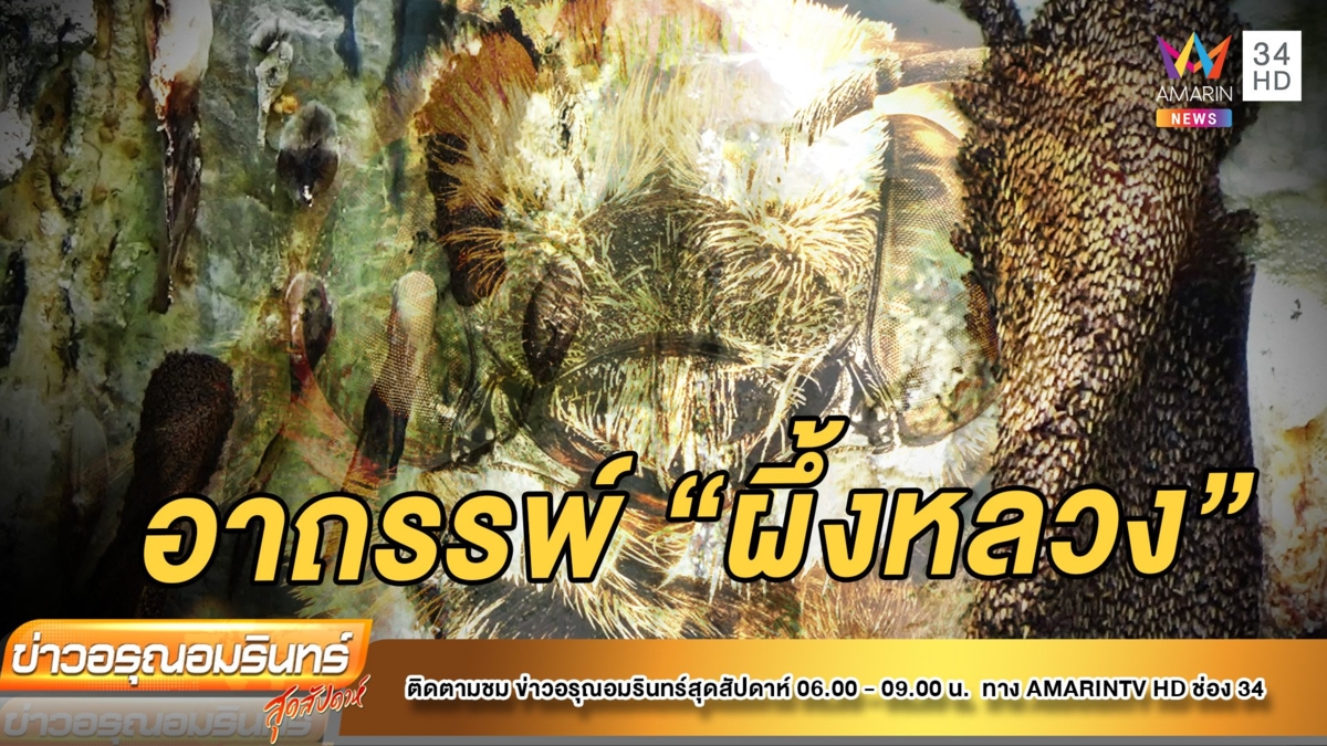 ผวา! อาถรรพ์ ผึ้งหลวงนับล้านตัวทำรังในวัด ใครเก็บมีอันเป็นไปทุกราย