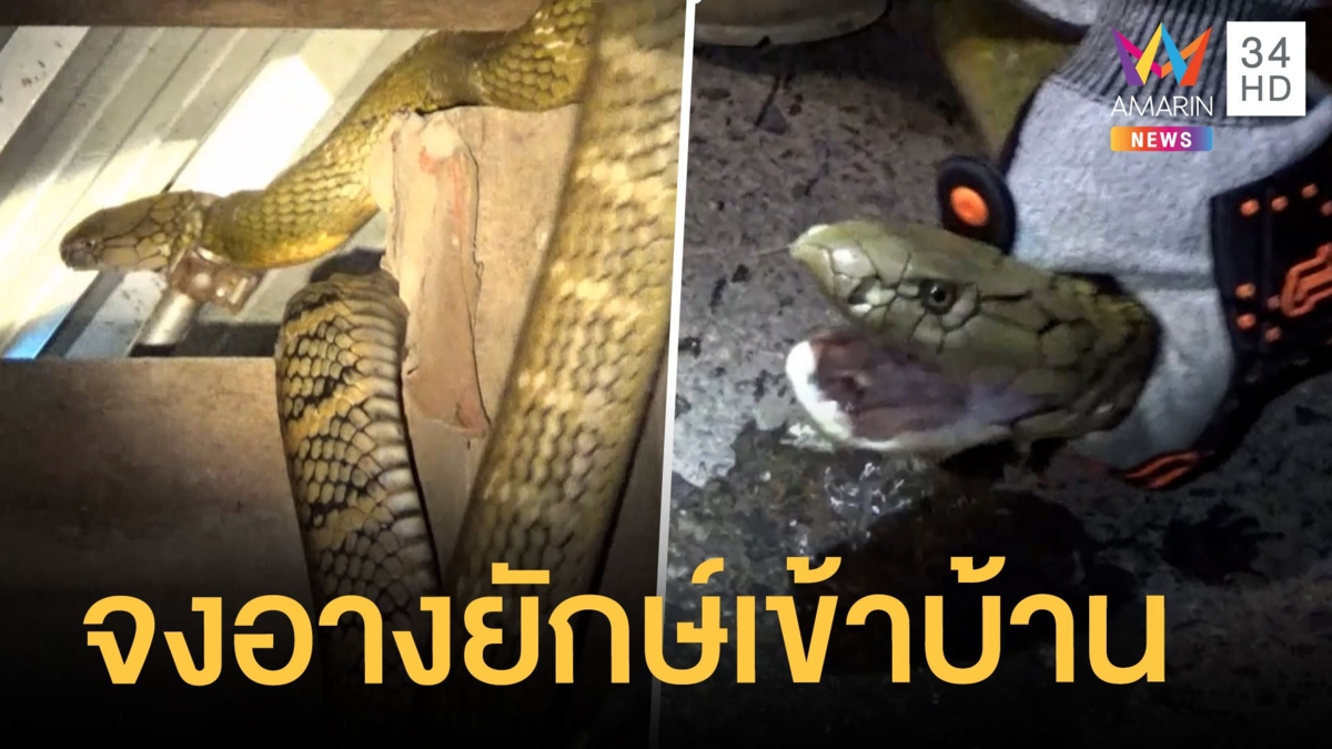 งูจงอางยักษ์ใหญ่ยาว 6 เมตร เลื้อยเข้าบ้านใครเห็นก็ผวา