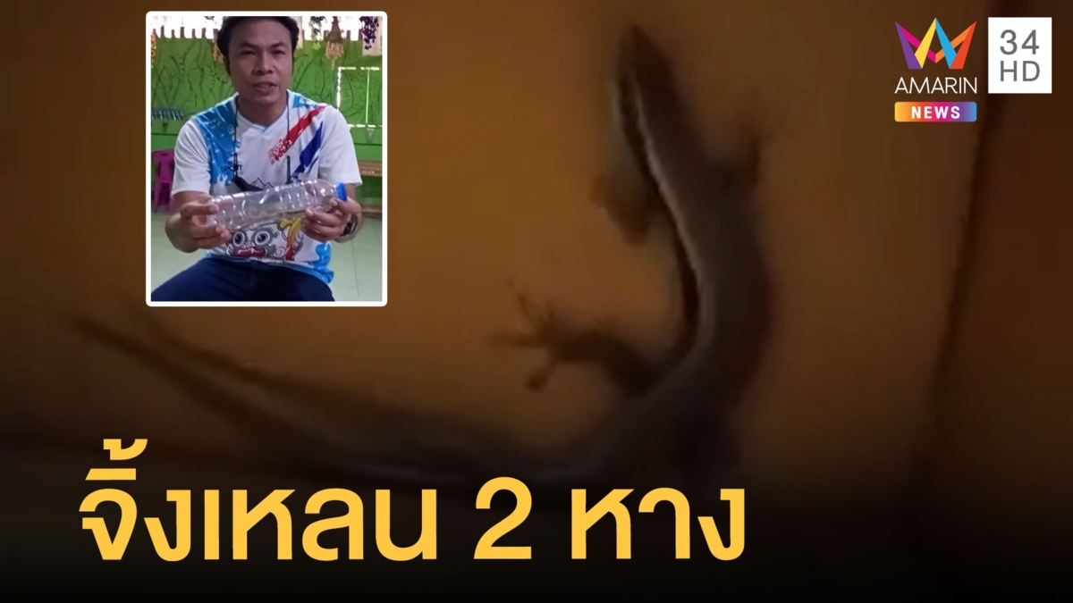 เพิ่งเคยเห็น ครูหนุ่มเผยคลิป จิ้งเหลน 2 หาง ในบ้านเลขที่ 46