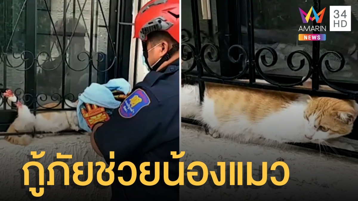 กู้ภัยเข้าช่วยแมวท้องแก่ขาหลังติดเหล็กดัด