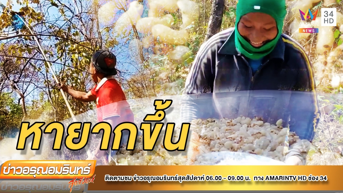 อาชีพฮิต แหย่ไข่มดแดง รายได้เสริมหน้าแล้งราคาดีกก.ละ 800