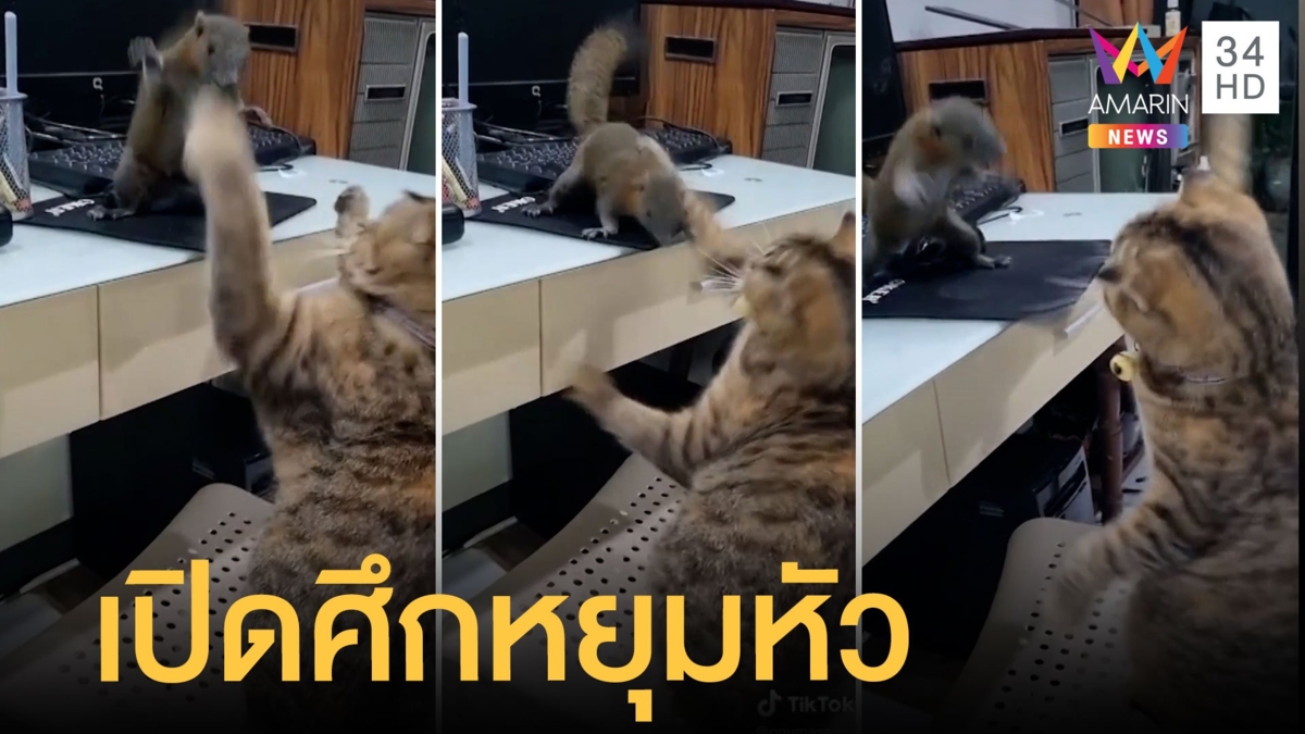 เหมียวลิเวอร์พูล เปิดศึกหยุม กระรอกน้อยเชลซี ไม่มีใครยอมใคร