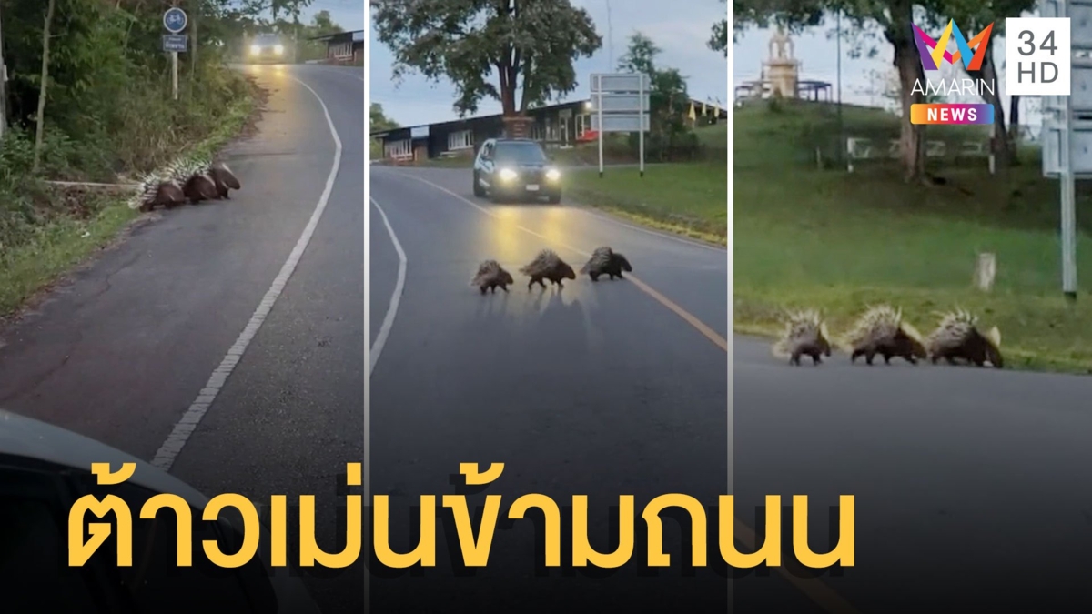 ครอบครัวต้าวเม่น 3 ตัวต่อแถวข้ามถนนในอุทยานเขาใหญ่