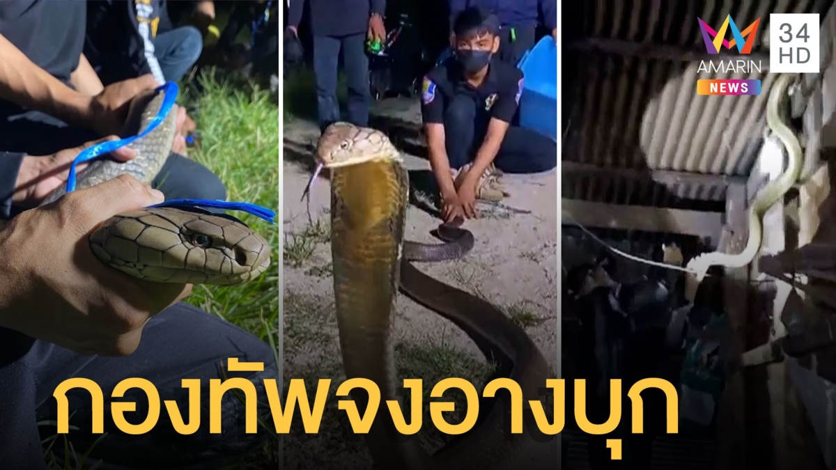 ตัดหญ้ารอบบ้านผวา กองทัพงูบุกบ้านวันเดียวจับจงอาง 9 ตัว