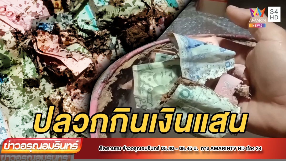 สาวเศร้า เก็บเงินหวังบวชลูก โดนปลวกแทะเกือบแสน