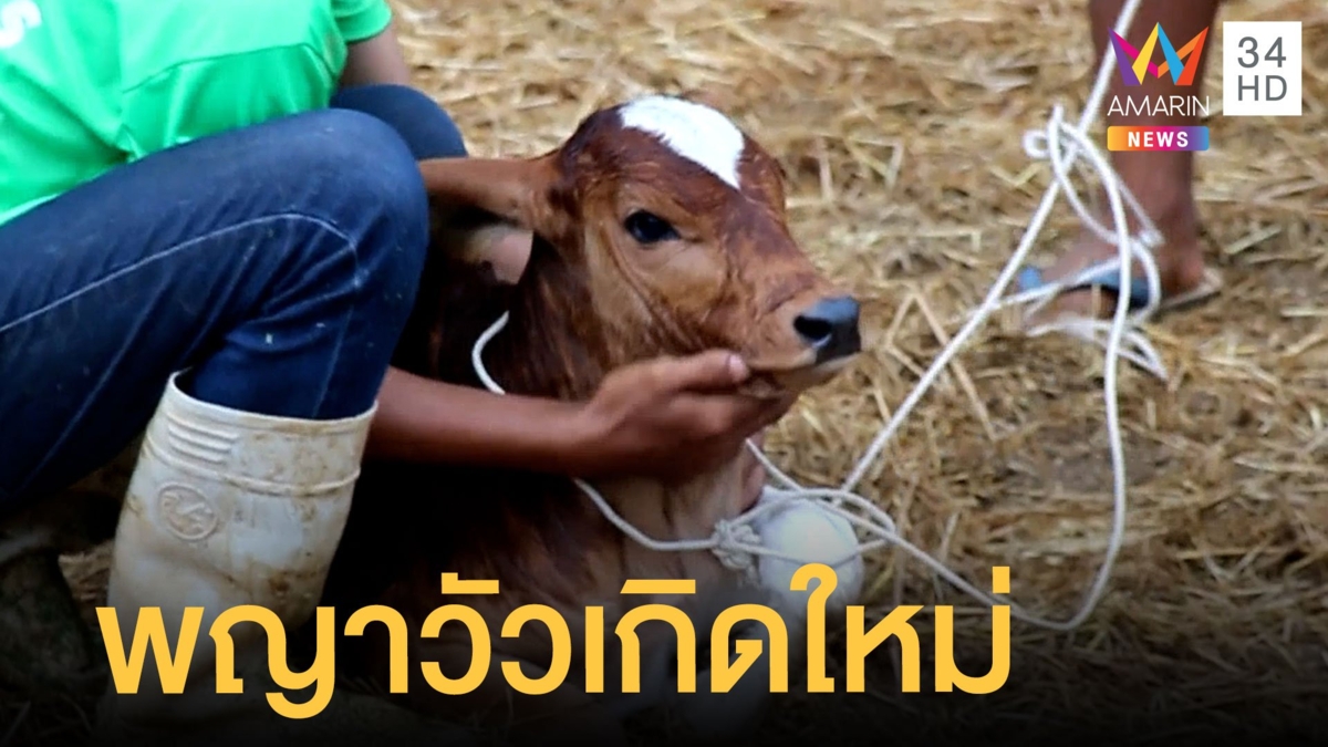 ฮือฮา 'พญาวัวเพศผู้' ตามตำรา เชื่อเกิดมาให้โชค