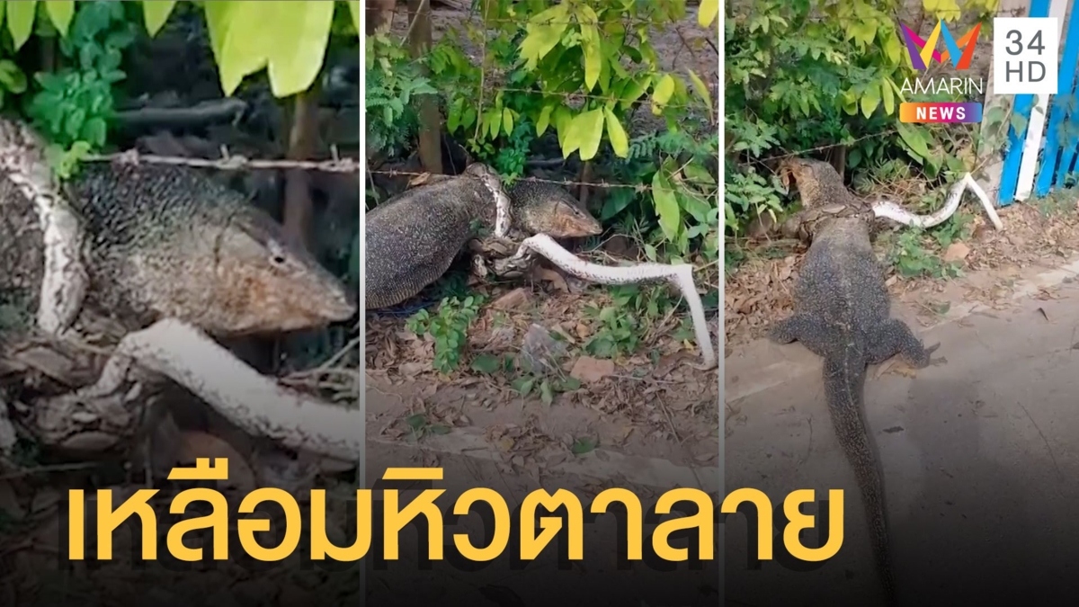 เหลือมคิดการใหญ่หวังเขมือบ 'ตะกวดยักษ์' สุดท้ายลากเข้ามุมแยกย้าย