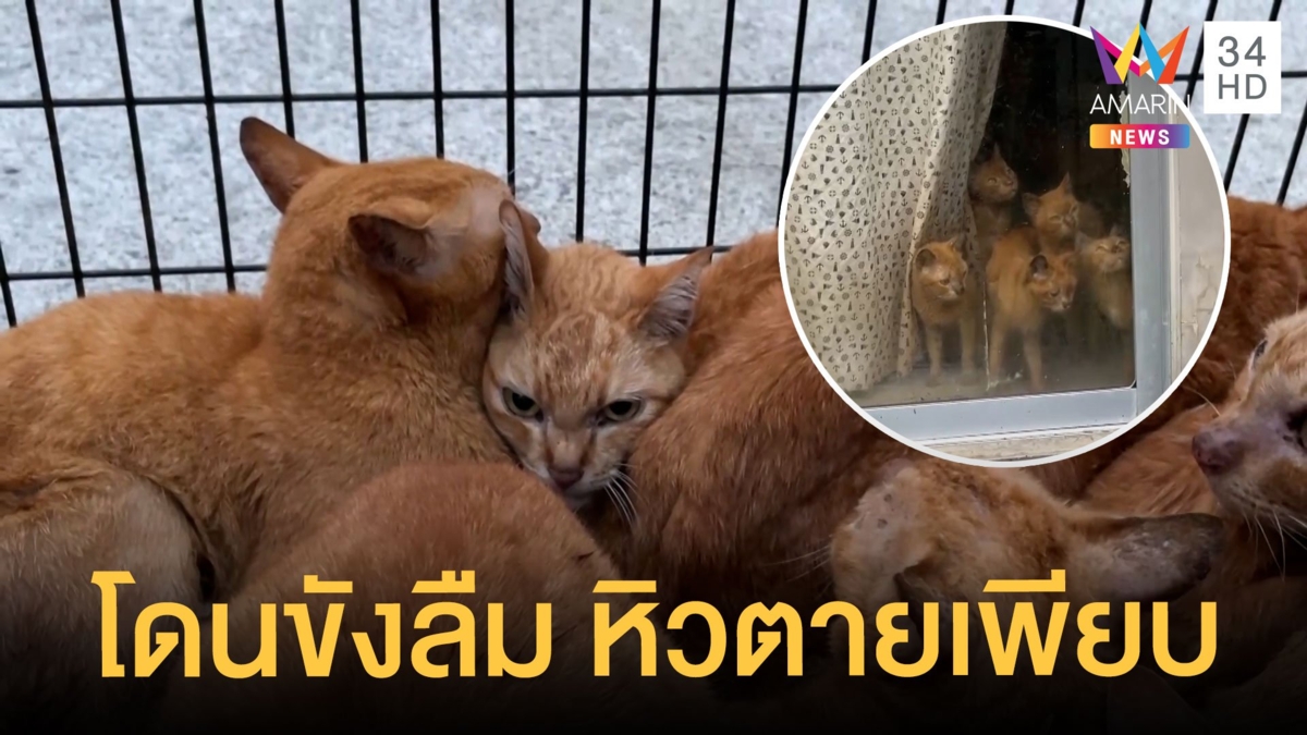 สุดเวทนา แมวส้ม โดนขังลืมในบ้านกว่า 20 ตัว WDT รุดช่วย ผงะเจอซากแมวหิวตาย