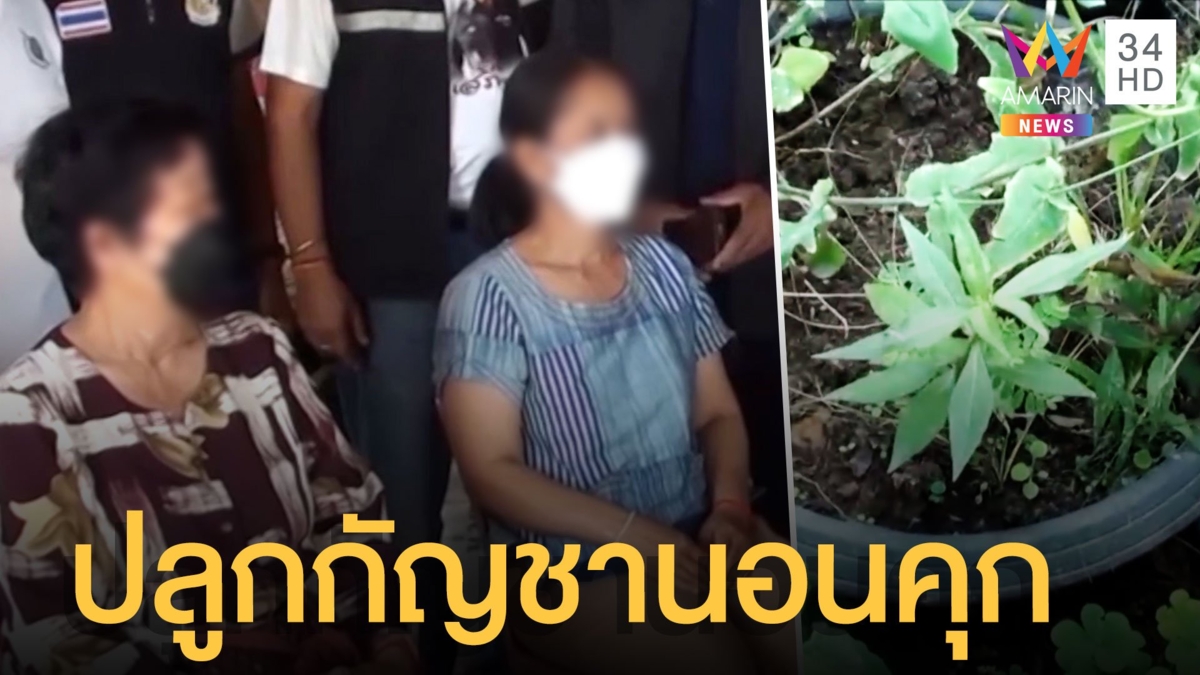 ยายปลูกกัญชาต้นนึง ตร.จับนอนคุก ชาวบ้านถามทำเกินไปรึเปล่า