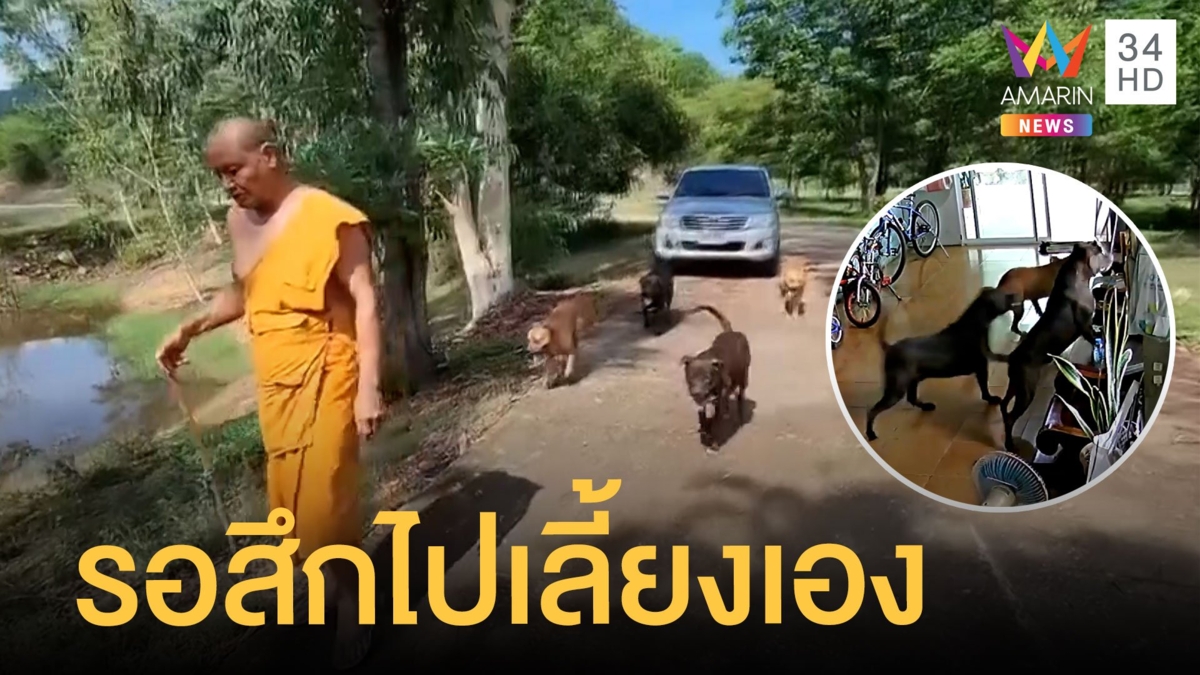 พระเจ้าของพิทบูล เลี้ยงไว้ 9 ตัวยันไม่ดุ เตรียมย้ายไปบ้าน รอสึกไปเลี้ยงเอง