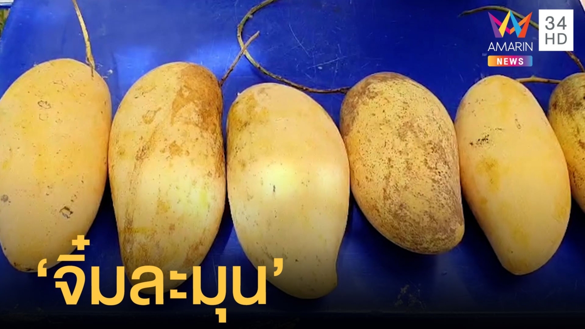 ฮือฮา 'จิ๋มละมุน' มะม่วงพันธุ์ใหม่ จากบ้านแพ้ว