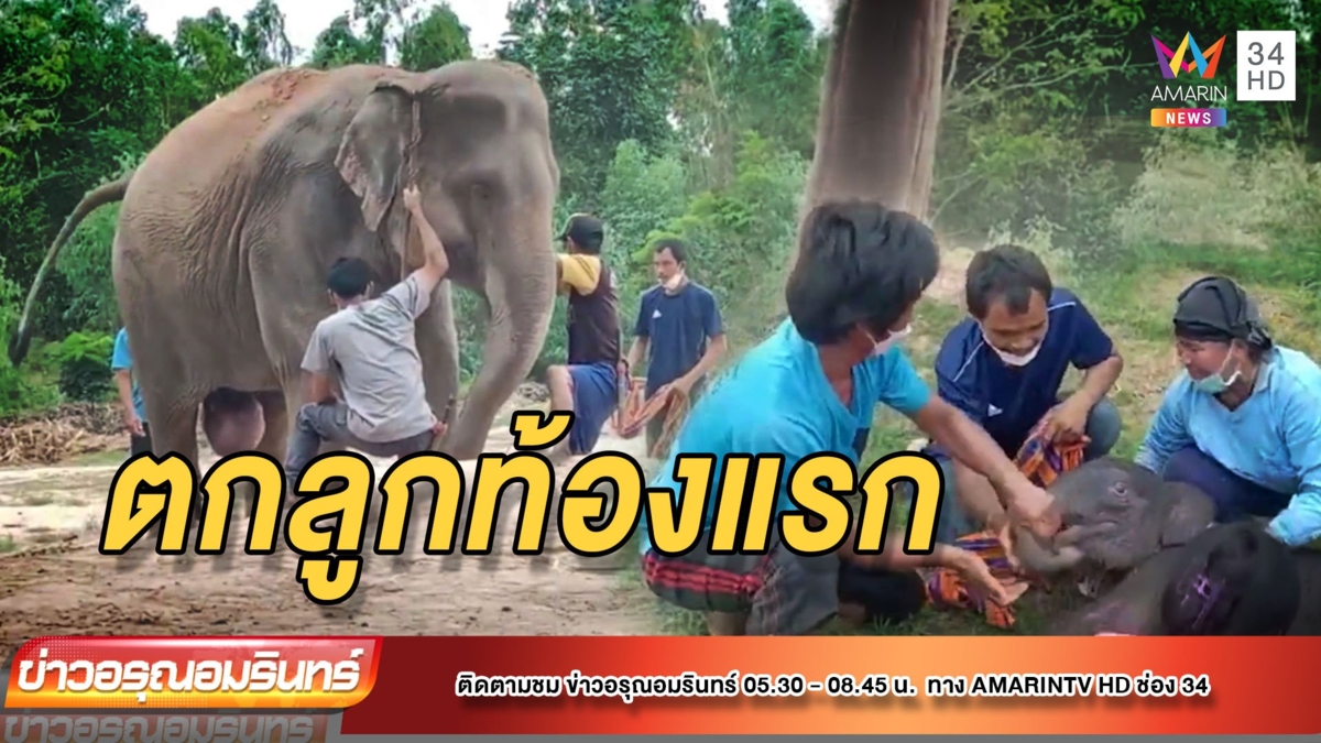 ตื่นเต้น! นาทีช้างสาวท้องแรกตกลูก ท่ามกลางความดีใจของเจ้าของ