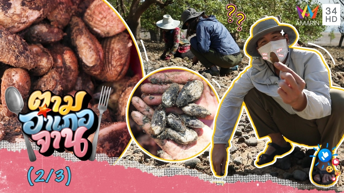 หารูขุดหา “หอยทราย-หอยกาบทะเล”