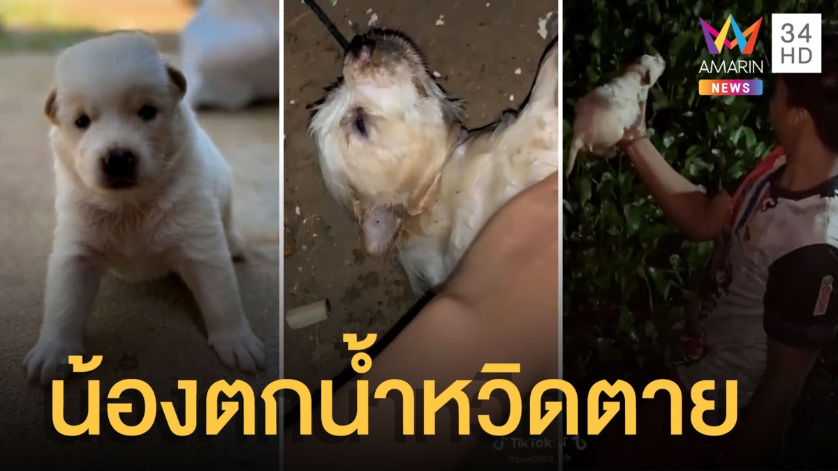 ลูกหมาตกน้ำสำลักท้องป่องเกือบตาย ลูกสาวสงสารเลยเก็บมาเลี้ยง