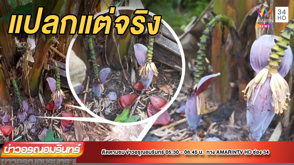 กล้วยประหลาด ออกปลี 2 หัว