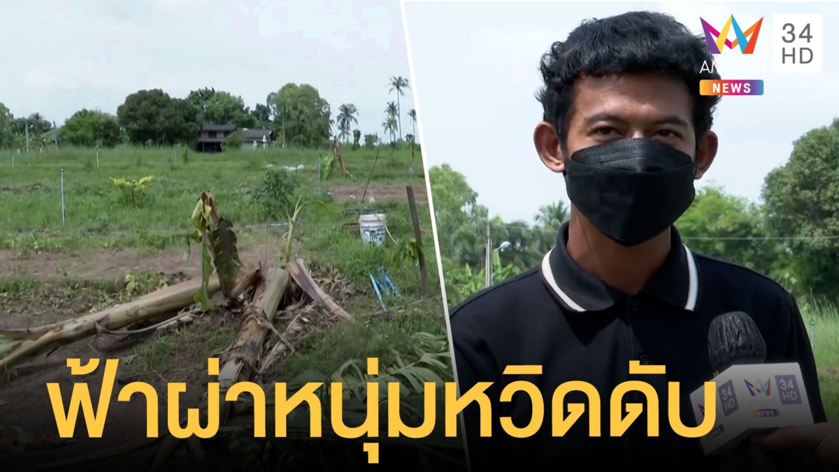 ฟ้าผ่าหนุ่มเก็บต้นกระท่อมเฉียดตาย