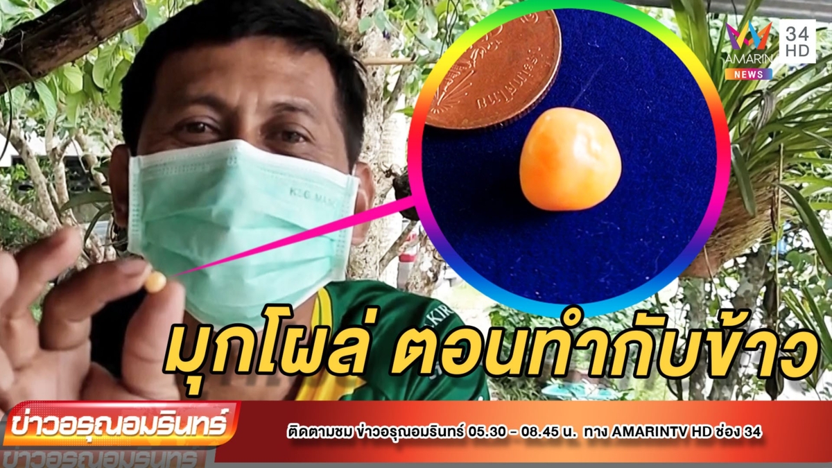 โผล่ตอนทำกับข้าว! หนุ่มเจอ “มุกเมโล-มุกสีฟ้าคราม” เชื่อนำโชค