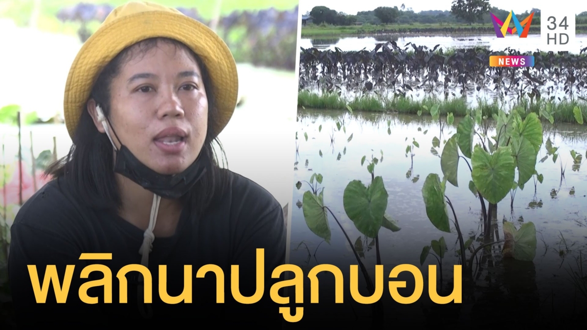 สาวตกงานปลูกบอนสีในนาข้าว ได้เงินหลักล้านแล้ว