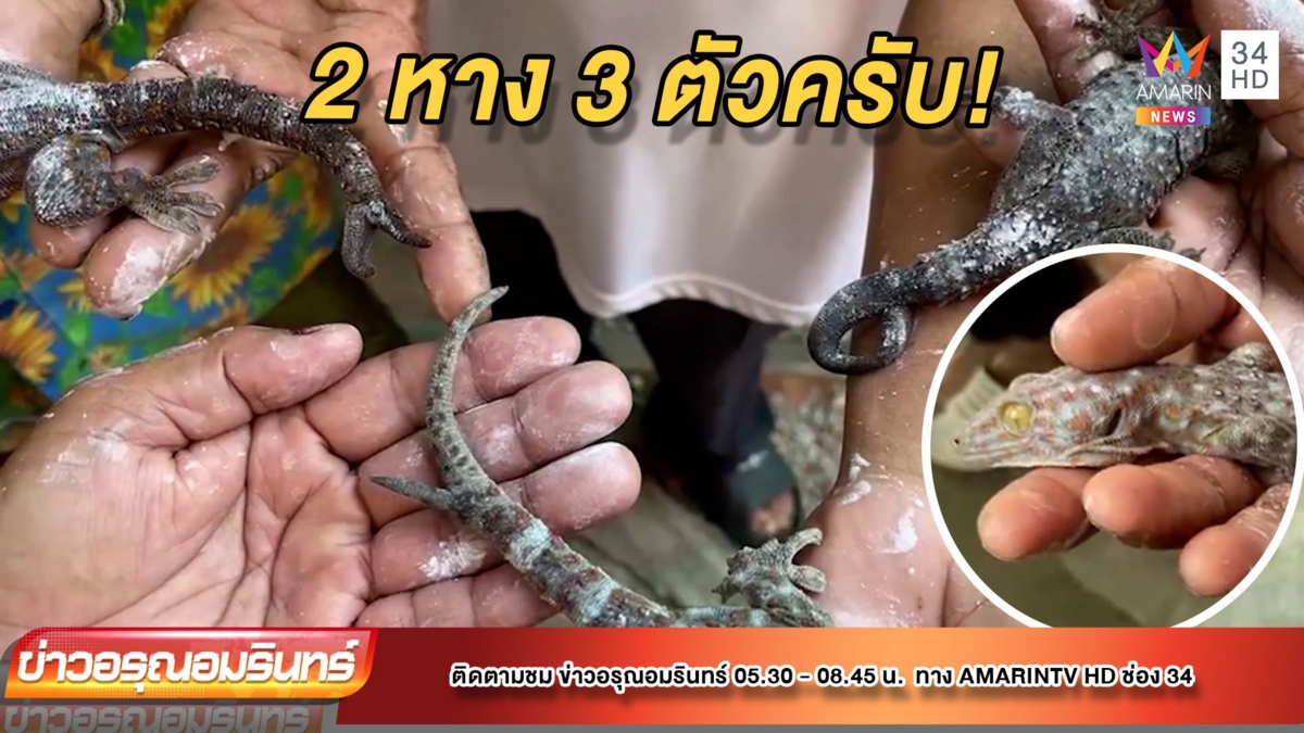 มาเต็ม! ตุ๊กแก 2 หางโผล่ 3 ตัวรวด ชาวบ้านจับถูแป้งหวังโชค