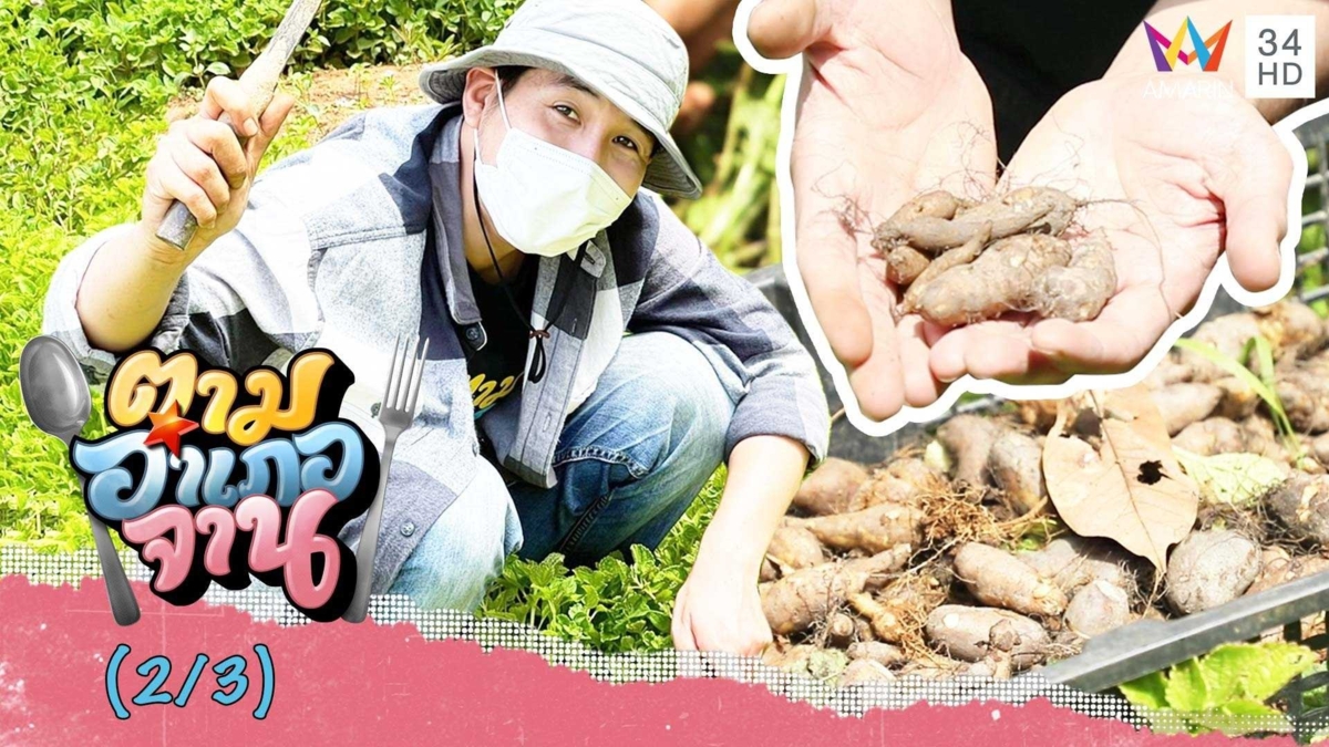 ถอนไม่ยาก มันขี้หนู วัตถุดิบขึ้นชื่อจากแดนใต้