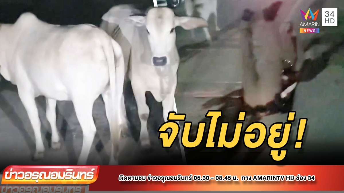 วัวหลุด! สะบัดตำรวจล้มหงายกลางถนน