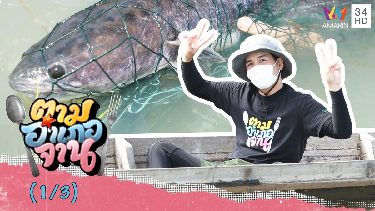 ออกเรือล้อมอวนดักปลาชะโด จ.พัทลุง