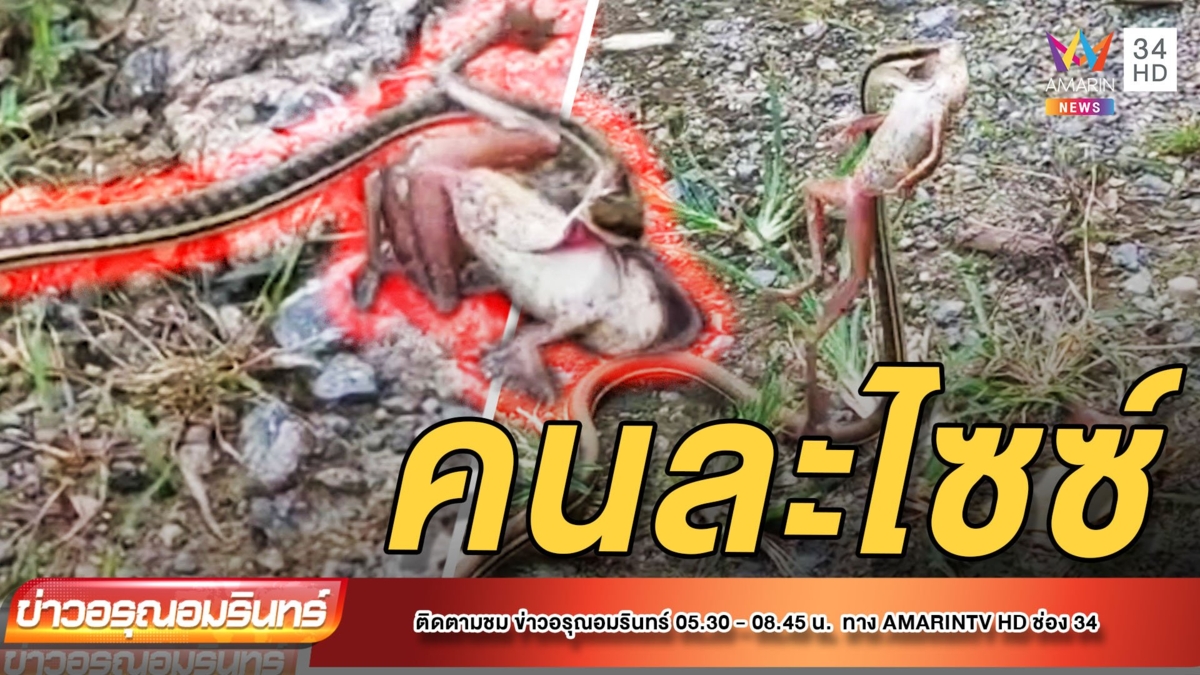 คนละไซซ์! งูทางมะพร้าวหวังเขมือบเขียดไม่ดูขนาดตัว