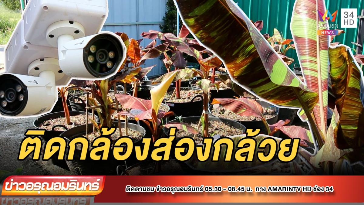 ลงทุน! ติดกล้องวงจรปิด 48 ตัว เฝ้าดงกล้วยด่าง
