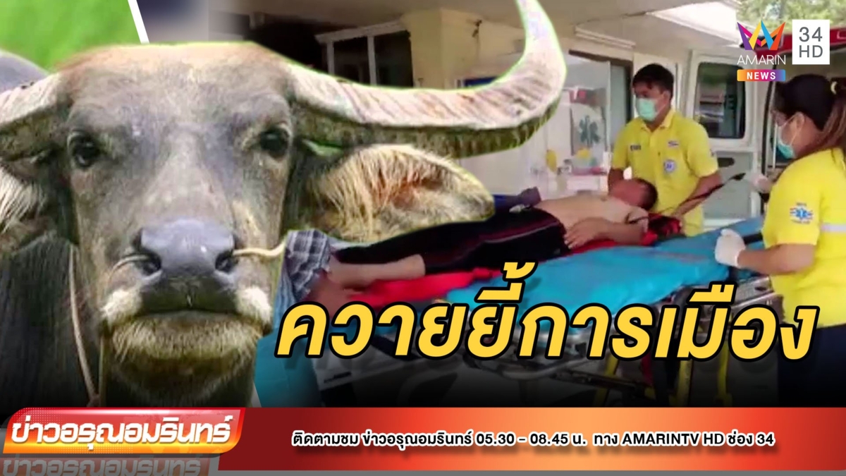 ควายยี้การเมือง ขวิดคนขับรถหาสียง