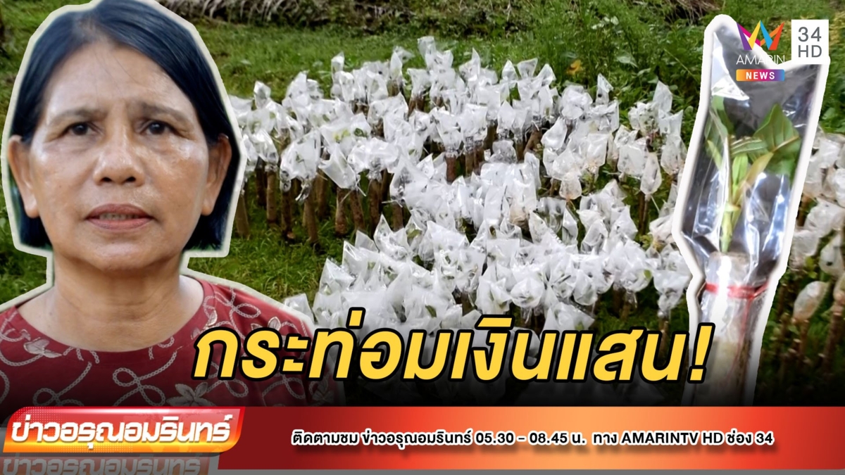เพาะชำต้นกล้าพืชกระท่อมขายรายได้งาม