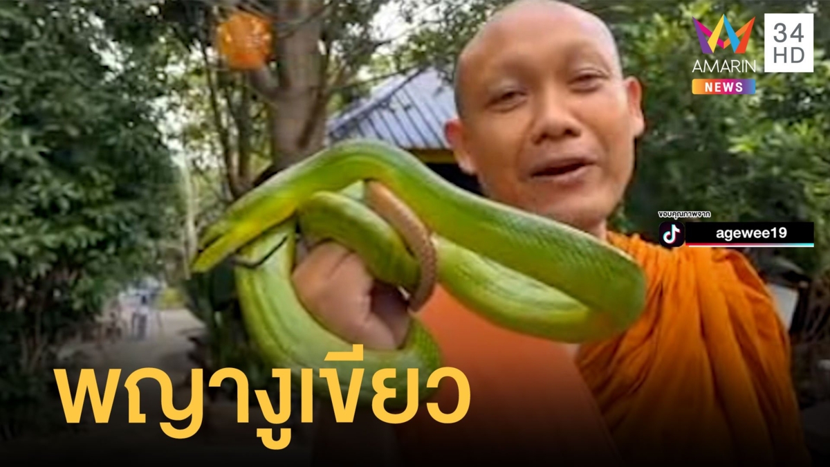 ฮือฮา งูเขียวมรกตโผล่งานบุญกฐิน